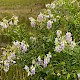 Galega officinalis