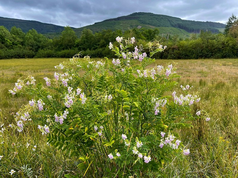 Galega officinalis - © Charles Hipkin