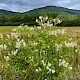 Galega officinalis