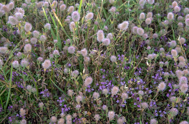 Trifolium arvense - © Charles Hipkin