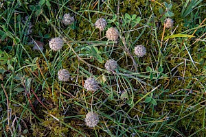 Trifolium fragiferum Strawberry Clover