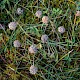 Trifolium fragiferum