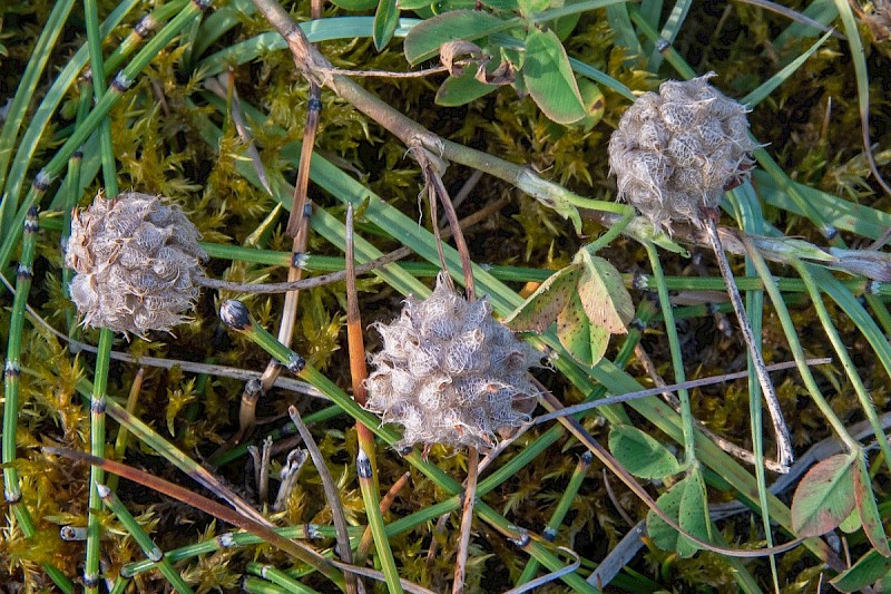 Trifolium fragiferum - © Charles Hipkin