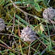 Trifolium fragiferum