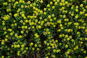 Trifolium campestre Hop Trefoil