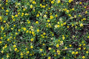 Trifolium dubium Lesser Trefoil