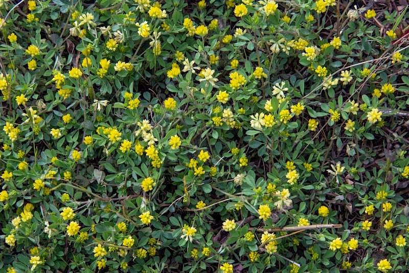 Trifolium dubium - © Charles Hipkin