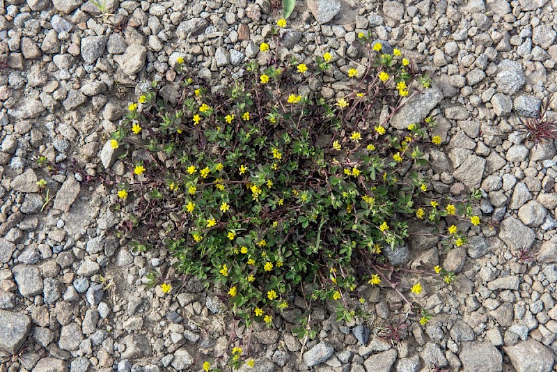 Trifolium dubium - © Charles Hipkin