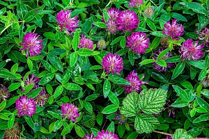 Trifolium medium Zigzag Clover