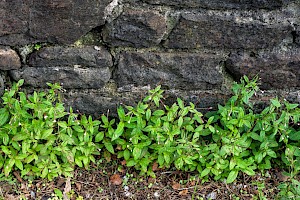 Epilobium roseum Pale Willowherb