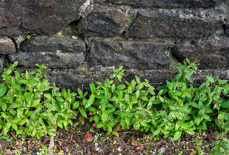 Epilobium roseum - © Charles Hipkin