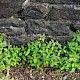 Epilobium roseum