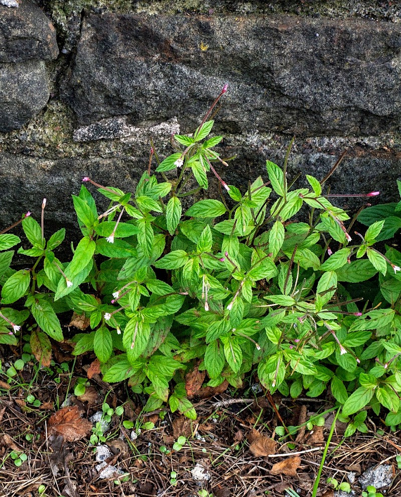 Epilobium roseum - © Charles Hipkin