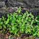 Epilobium roseum