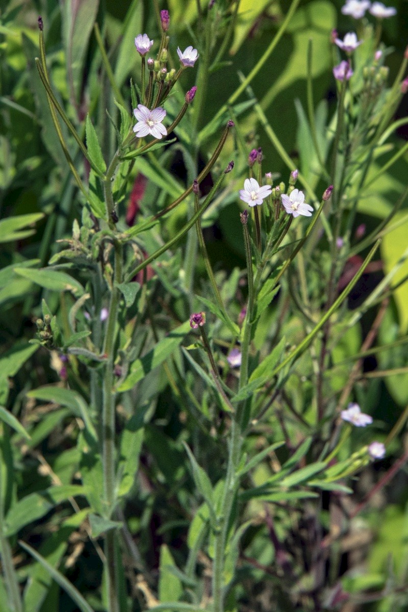 Epilobium parviflorum - © Charles Hipkin