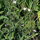 Epilobium parviflorum