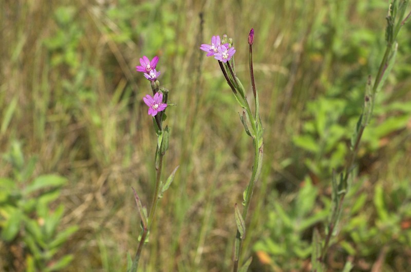 Epilobium parviflorum - © Charles Hipkin