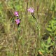 Epilobium parviflorum