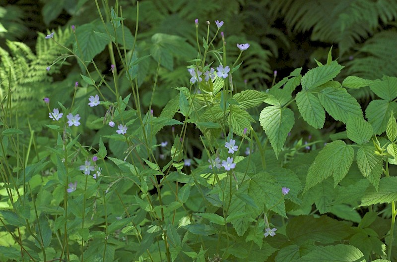 Epilobium montanum - © Charles Hipkin