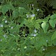 Epilobium montanum