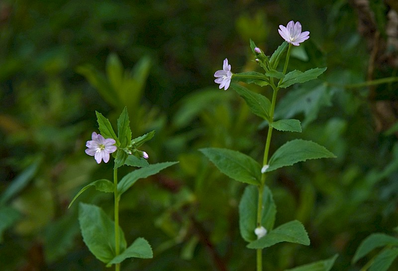 Epilobium montanum - © Charles Hipkin