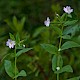 Epilobium montanum