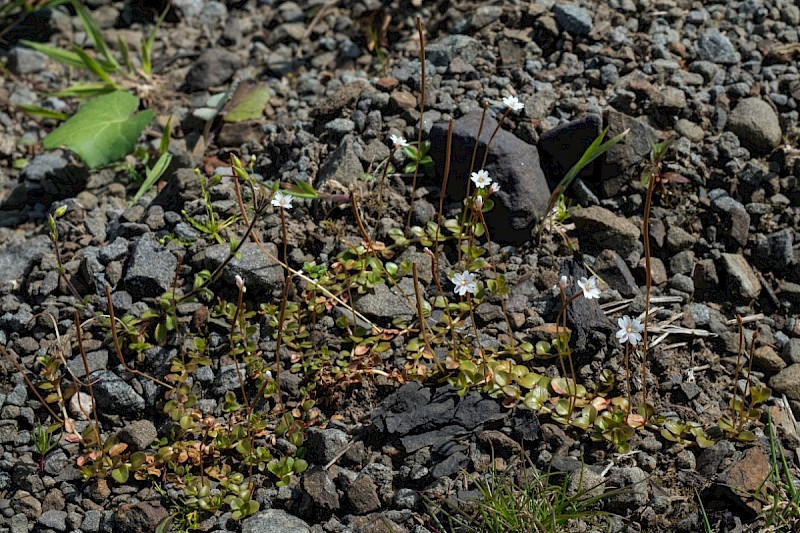 Epilobium brunnescens - © Charles Hipkin