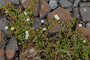 Epilobium brunnescens New Zealand Willowherb