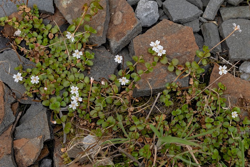 Epilobium brunnescens - © Charles Hipkin