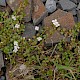 Epilobium brunnescens