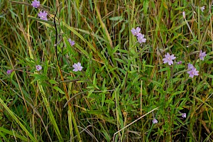 Epilobium palustre Marsh Willowherb