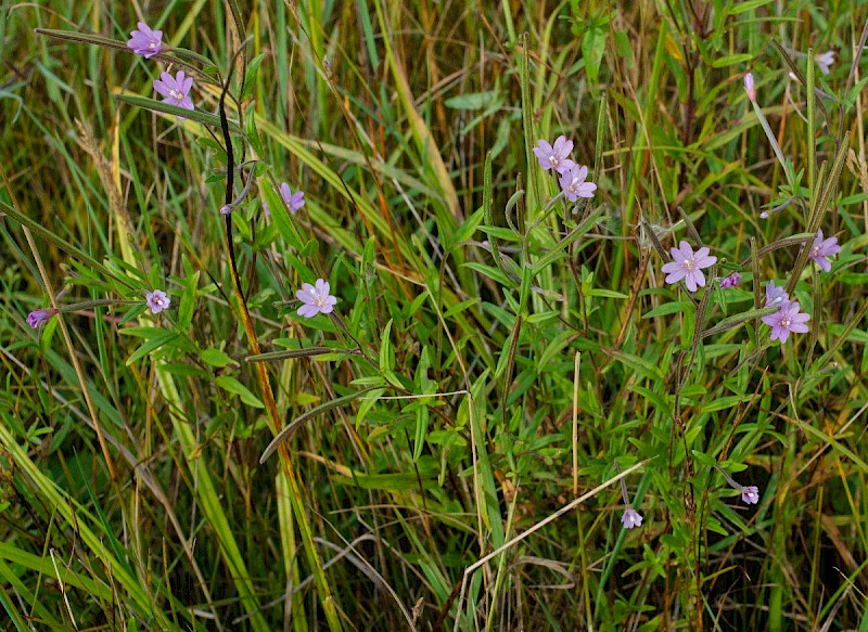 Epilobium palustre - © Charles Hipkin