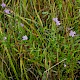 Epilobium palustre