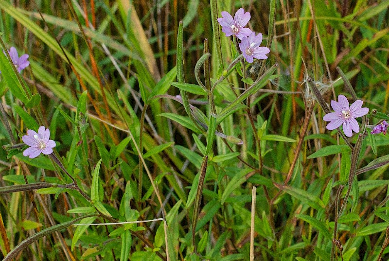 Epilobium palustre - © Charles Hipkin