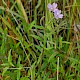 Epilobium palustre