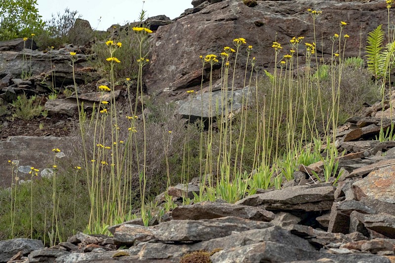 Pilosella praealta - © Charles Hipkin