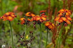 Pilosella aurantiaca subsp. carpathicola Fox-and-cubs