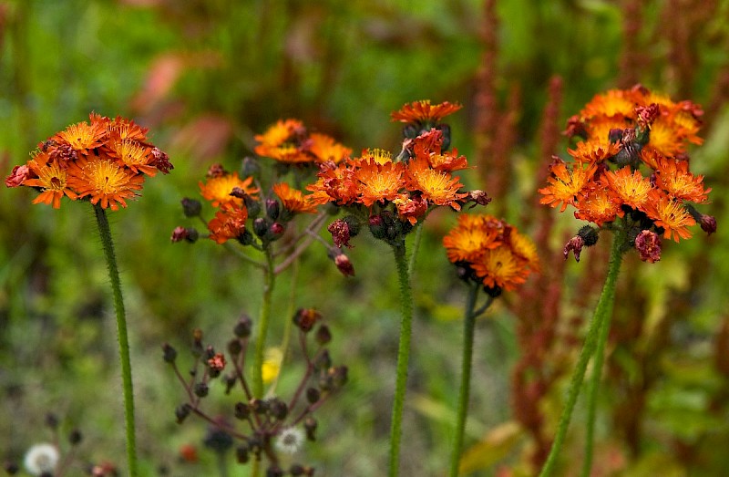 Pilosella aurantiaca subsp. carpathicola - © Charles Hipkin