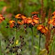 Pilosella aurantiaca subsp. carpathicola