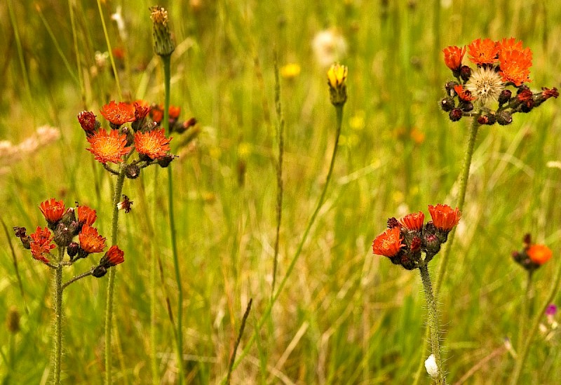 Pilosella aurantiaca subsp. carpathicola - © Charles Hipkin