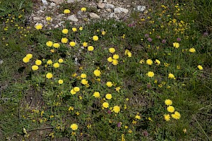 Pilosella officinarum Mouse-ear-hawkweed