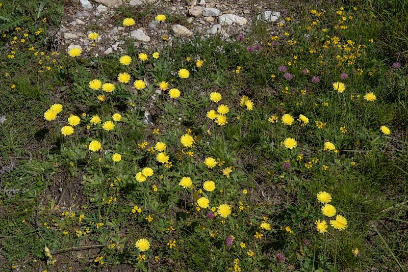 Pilosella officinarum - © Charles Hipkin