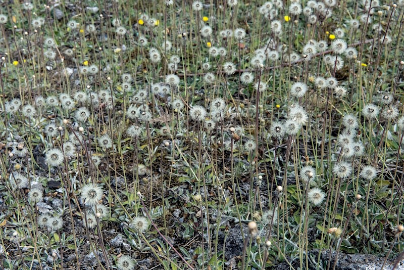 Pilosella officinarum - © Charles Hipkin