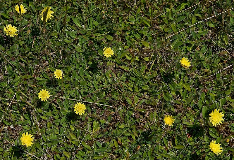 Pilosella officinarum - © Charles Hipkin