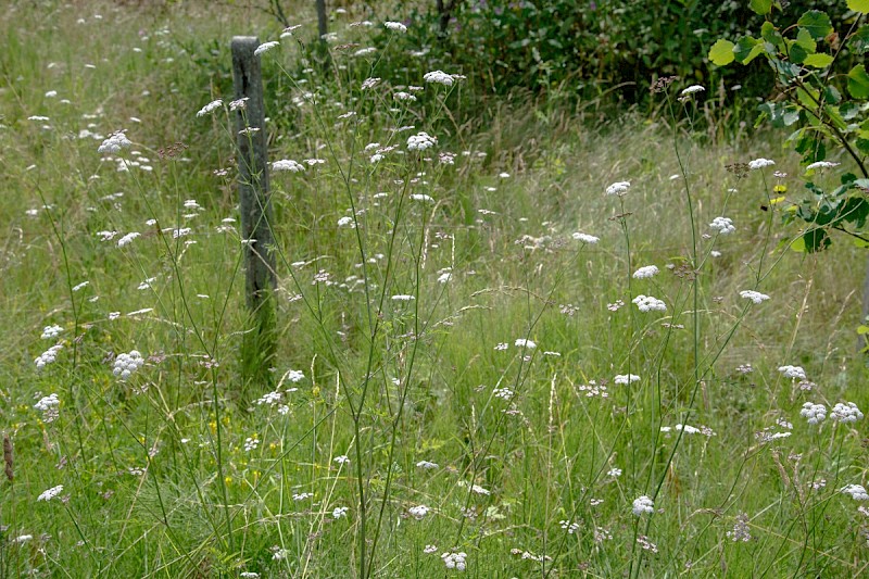 Torilis japonica