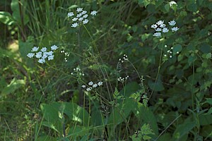 Torilis japonica Upright Hedge-parsley