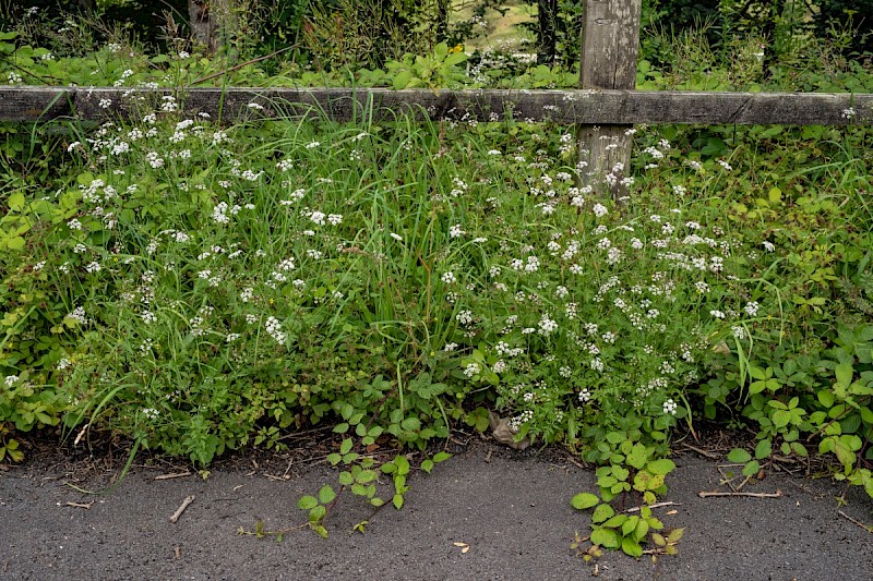 Torilis japonica - © Charles Hipkin