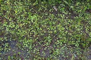 Hydrocotylaceae (Apiaceae)