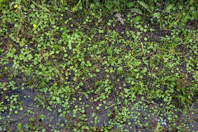 Hydrocotyle vulgaris - © Charles Hipkin