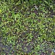 Hydrocotyle vulgaris